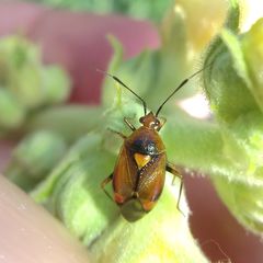 Deraeocoris ruber