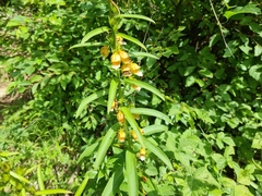 Digitalis laevigata