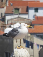 Larus