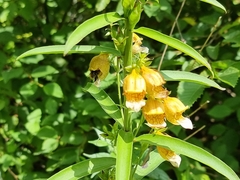 Digitalis laevigata