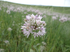 Allium senescens