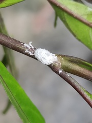 Phenacoccus solenopsis