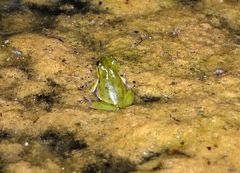 Hyla sarda
