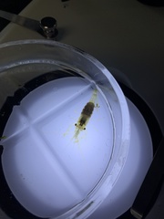 Palaemon macrodactylus