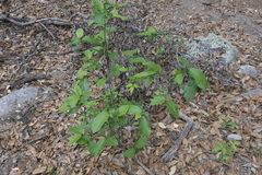 Frangula betulifolia
