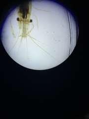 Palaemon macrodactylus