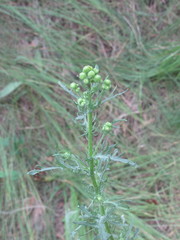 Jacobaea andrzejowskyi