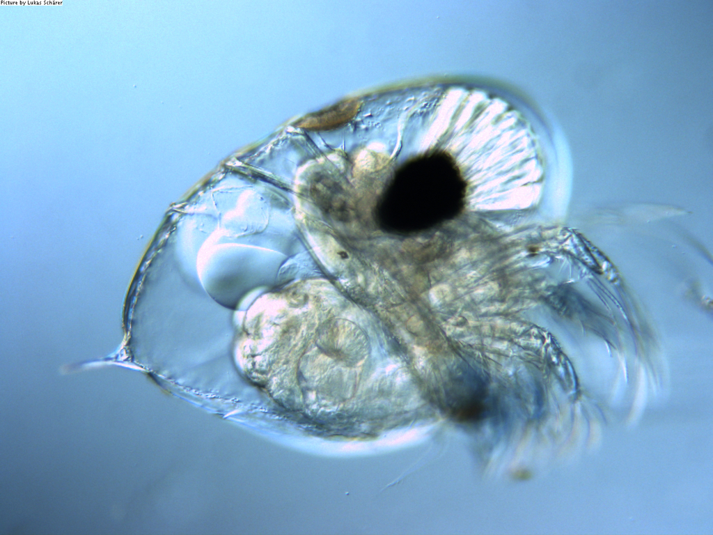 Evadne spinifera