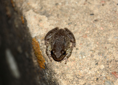 Hyla sarda