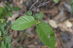 Frangula betulifolia
