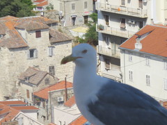 Larus