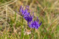 Phyteuma hemisphaericum