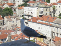Larus