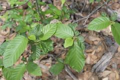 Frangula betulifolia