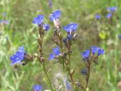 Anchusa gmelinii