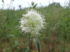 Allium leucocephalum