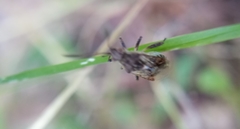 Stictopleurus