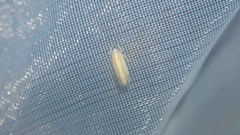 Yamatotettix flavovittatus