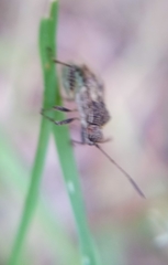 Stictopleurus