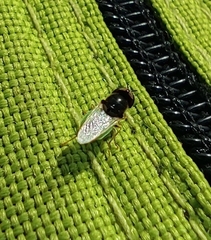 Microchrysa polita