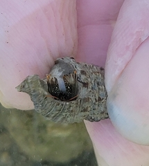 Clibanarius antillensis