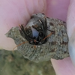 Clibanarius antillensis