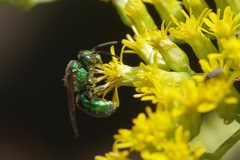 Augochloropsis viridula