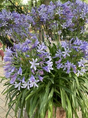 Agapanthus praecox