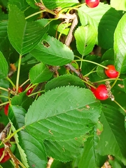 Prunus avium