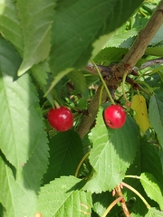 Prunus avium
