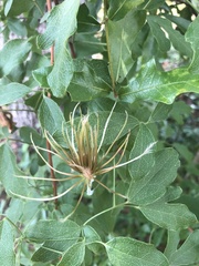 Clematis reticulata