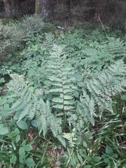 Dryopteris remota
