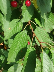 Prunus avium