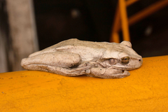 Osteopilus dominicensis