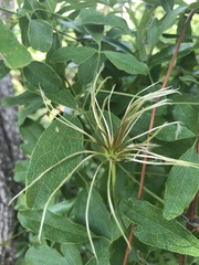 Clematis reticulata