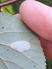 Phyllonorycter issikii