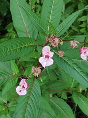 Impatiens glandulifera