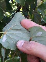 Phyllonorycter issikii