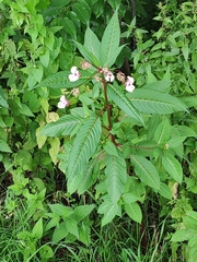 Impatiens glandulifera