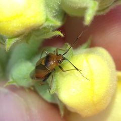 Deraeocoris ruber
