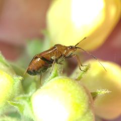 Deraeocoris ruber