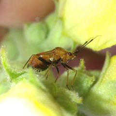 Deraeocoris ruber