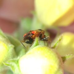 Deraeocoris ruber