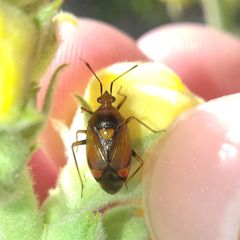 Deraeocoris ruber