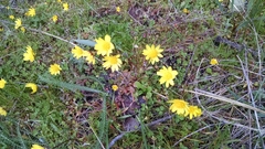 Crocidium multicaule