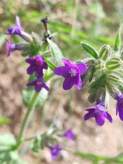 Anchusa officinalis