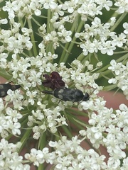 Variimorda villosa