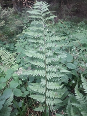 Dryopteris remota