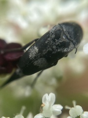 Variimorda villosa