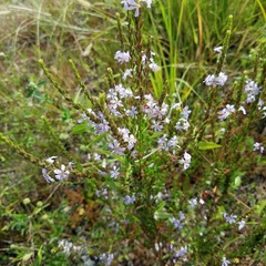 Lythrum alatum image